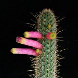 Cleistocactus candelilla lilacinorosea ©JLcoll.677.JPG